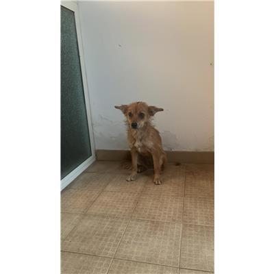 COMUNE DI TRIVENTO - CANE - Microchip 380260044448396