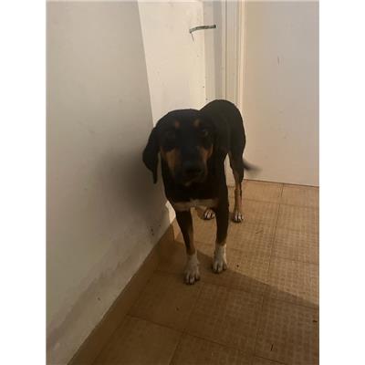 COMUNE DI TRIVENTO - CANE - Microchip 380260170163719
