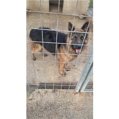 COMUNE DI TRIVENTO - CANE - Microchip 380260170163732