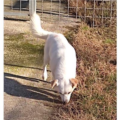 COMUNE DI CAPRIATI A VOLTURNO - CANE - Microchip 380260044830032
