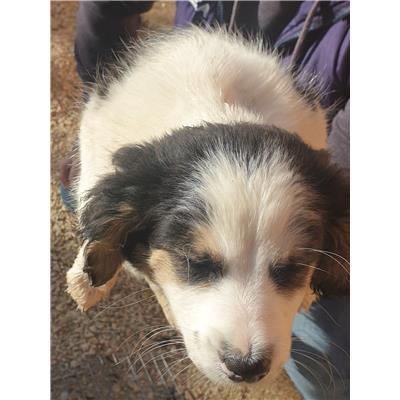 COMUNE DI VENAFRO - CANE - Microchip 380260044448276