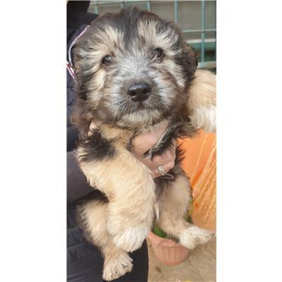 COMUNE DI VENAFRO - CANE - Microchip 380260044448034