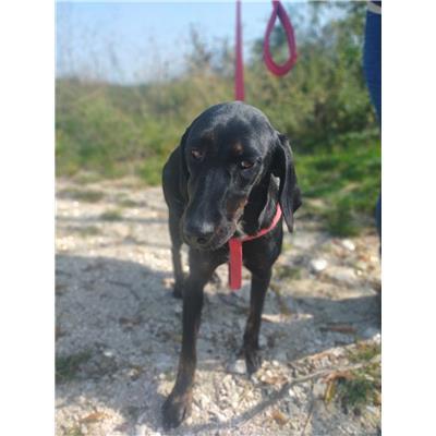 COMUNE DI CAMPOBASSO - CANE - Microchip 380260044438882