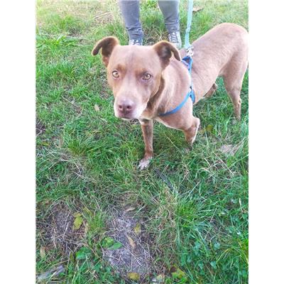 COMUNE DI CAMPOBASSO - CANE - Microchip 380260170161467
