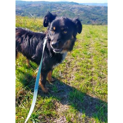 COMUNE DI CAMPOBASSO - CANE - Microchip 380260043093119