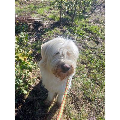 COMUNE DI CAMPOBASSO - CANE - Microchip 380260044439884