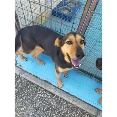 COMUNE DI CAMPOBASSO - CANE - Microchip 380260043648552