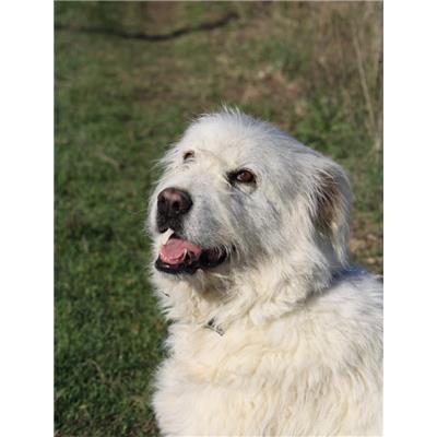 COMUNE DI CAMPOBASSO - CANE - Microchip 380260044438795
