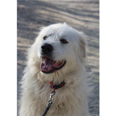 COMUNE DI CAMPOBASSO - CANE - Microchip 380260170161473