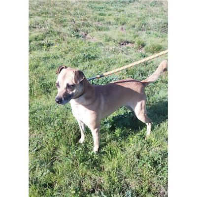 COMUNE DI CAMPOBASSO - CANE - Microchip 380260044438844