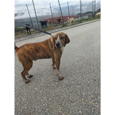 COMUNE DI CAMPOBASSO - CANE - Microchip 380260043649461