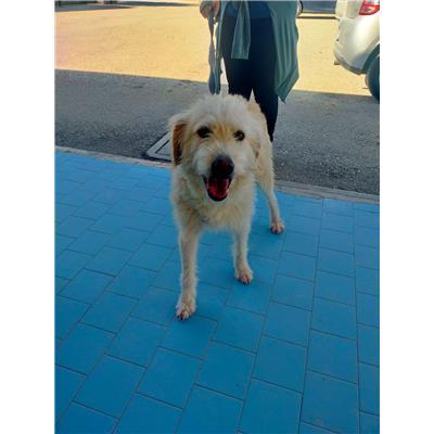COMUNE DI CAMPOBASSO - CANE - Microchip 380260043648655
