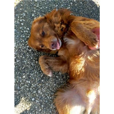 COMUNE DI CAMPOBASSO - CANE - Microchip 380260170161412