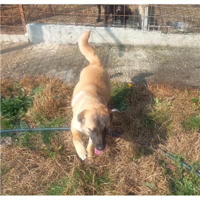 COMUNE DI CAPRIATI A VOLTURNO - CANE - Microchip 380260044753170