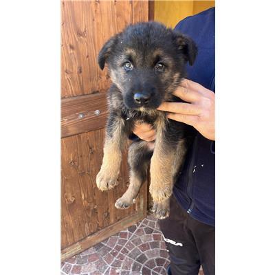COMUNE DI VINCHIATURO - CANE - Microchip 380260043649006