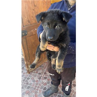 COMUNE DI VINCHIATURO - CANE - Microchip 380260043658315