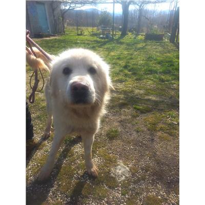 COMUNE DI RICCIA - CANE - Microchip 380260170163455
