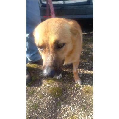 COMUNE DI BUSSO - CANE - Microchip 380260170163480