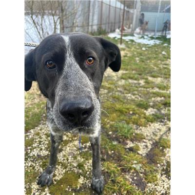 COMUNE DI MONTAQUILA - CANE - Microchip 380260044463799