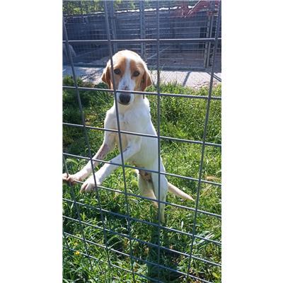 COMUNE DI SAN MARTINO IN PENSILIS - CANE - Microchip 380260044463236