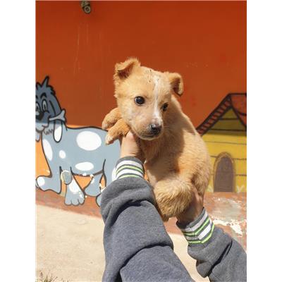 COMUNE DI SAN MARTINO IN PENSILIS - CANE - Microchip 380260170167978