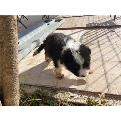 COMUNE DI CANTALUPO NEL SANNIO - CANE - Microchip 380260044463921