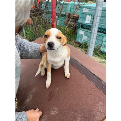 COMUNE DI CAPRIATI A VOLTURNO - CANE - Microchip 380260044866866