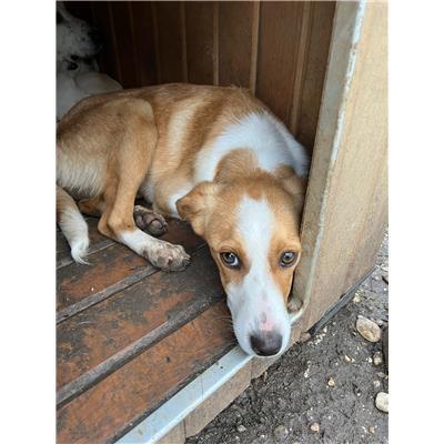COMUNE DI CAPRIATI A VOLTURNO - CANE - Microchip 380260044866303