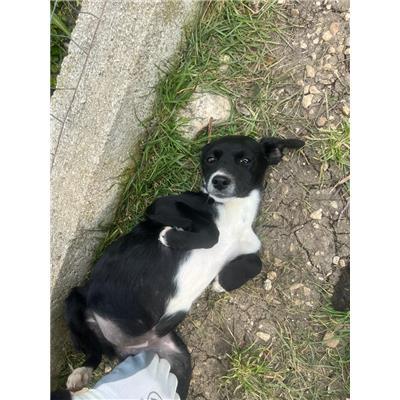 COMUNE DI CAPRIATI A VOLTURNO - CANE - Microchip 380260044866429