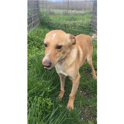  COMUNE DI SAN MARTINO IN PENSILIS - CANE - Microchip 380260044463872