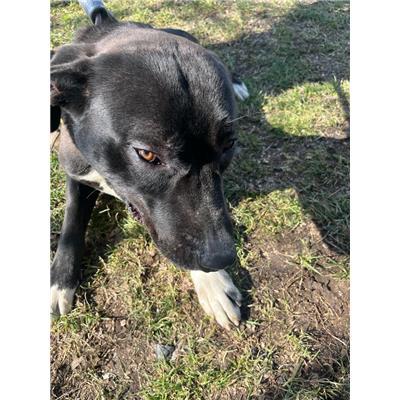 COMUNE DI BAGNOLI DEL TRIGNO - CANE - Microchip 380260044448429