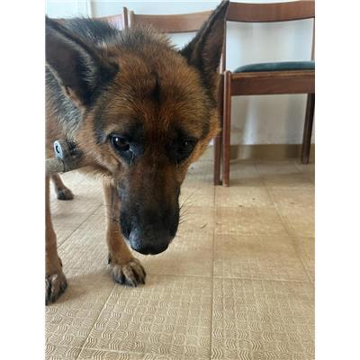COMUNE DI BAGNOLI DEL TRIGNO - CANE - Microchip 380260044448887