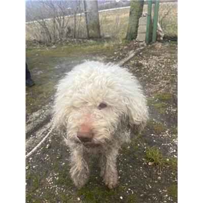 COMUNE DI SAN PIETRO AVELLANA - CANE - Microchip 380260044158022