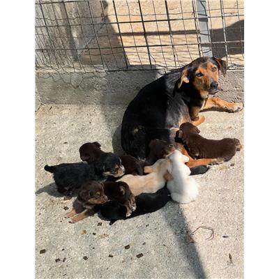 COMUNE DI VINCHIATURO - CANE - Microchip 380260170163003