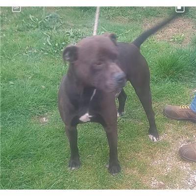 COMUNE DI VAIRANO PATENORA - CANE - Microchip 380260044755135