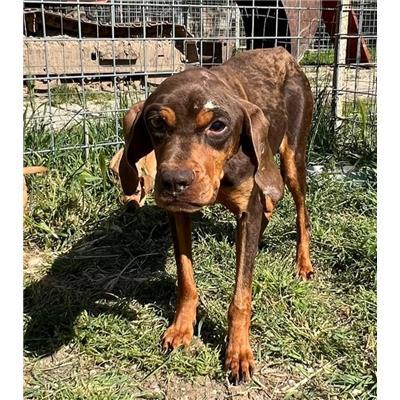 COMUNE DI MACCHIAGODENA - CANE - Microchip 380260170165358