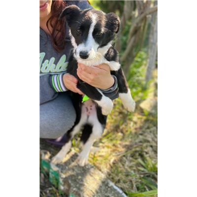 COMUNE DI CANTALUPO NEL SANNIO - CANE - Microchip 380260170165369