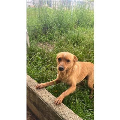 COMUNE DI VENAFRO - CANE - Microchip 380260044463343
