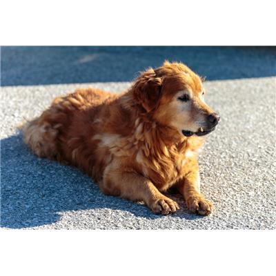 COMUNE DI CAMPOBASSO - 380260041214033