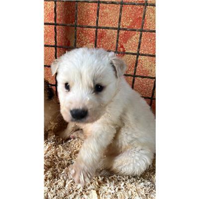 COMUNE DI PESCHE - CANE - Microchip 380260044463851