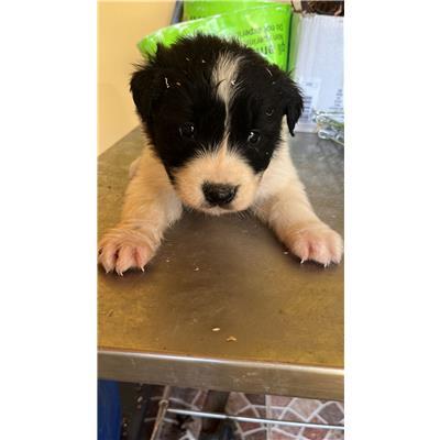 COMUNE DI PESCHE - CANE - Microchip 380260044463842