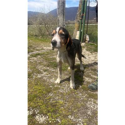 COMUNE DI RICCIA - CANE - Microchip 380260170163930