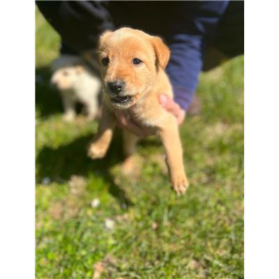 COMUNE DI BAGNOLI DEL TRIGNO - CANE - Microchip 380260170165399