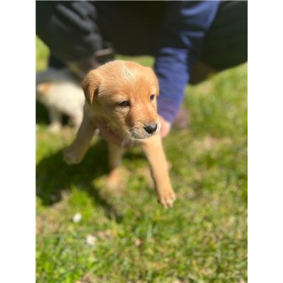 COMUNE DI BAGNOLI DEL TRIGNO - CANE - Microchip 380260170165354