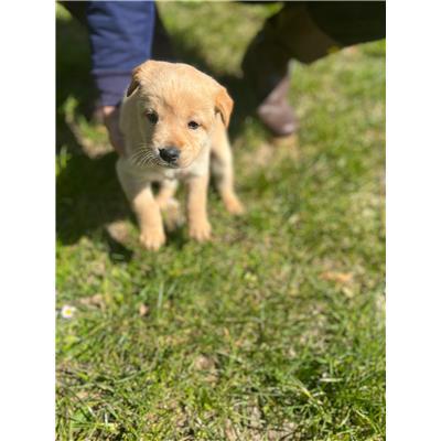 COMUNE DI BAGNOLI DEL TRIGNO - CANE - Microchip 380260044157678