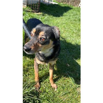 COMUNE DI TRIVENTO - CANE - Microchip 380260043666536