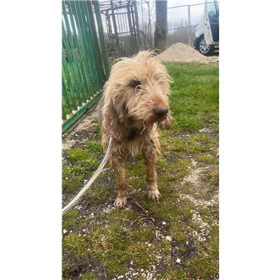 COMUNE DI FERRAZZANO - CANE - Microchip 380260170162485