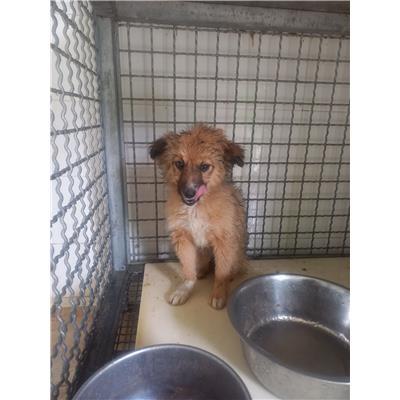 COMUNE DI RICCIA - CANE - Microchip 380260170162464