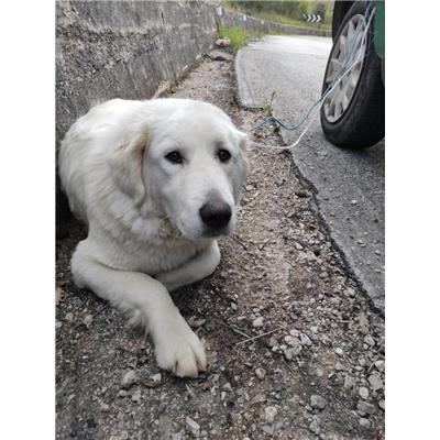 COMUNE DI SALCITO - CANE - Microchip 380260044463931
