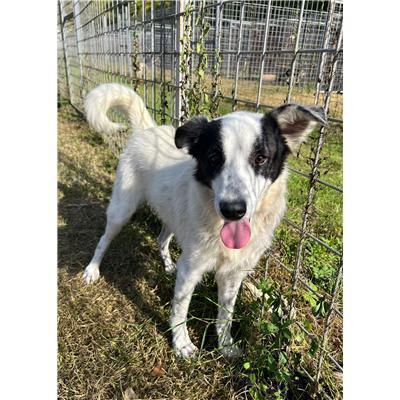 COMUNE DI SAN MARTINO IN PENSILIS - CANE - Microchip 380260170167144